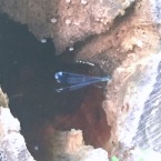 We saw this blue dragonfly hiding inside a rotted out stump.